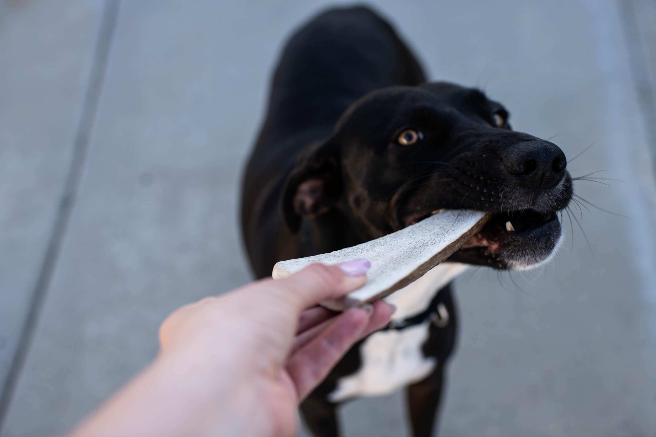 Durable elk antlers crafted for long lasting chews and active dogs