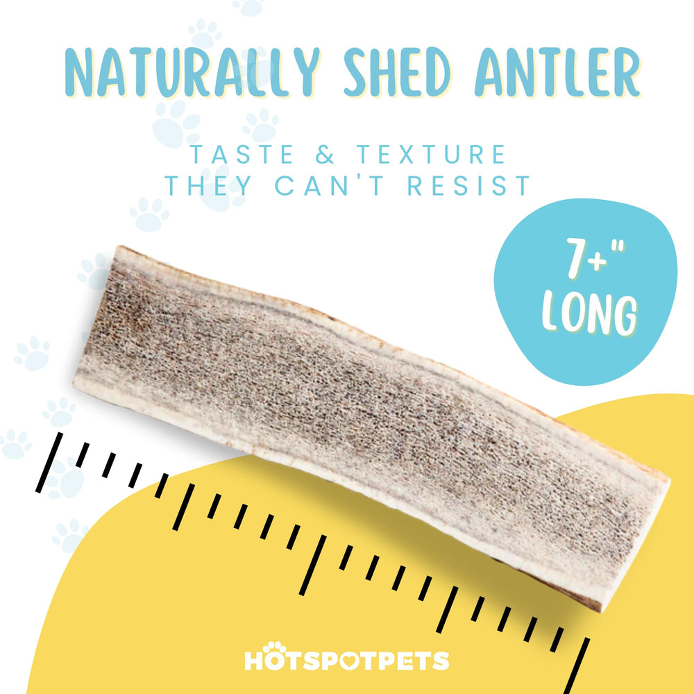 Elk antlers for large dogs durable chew with ample chew surface