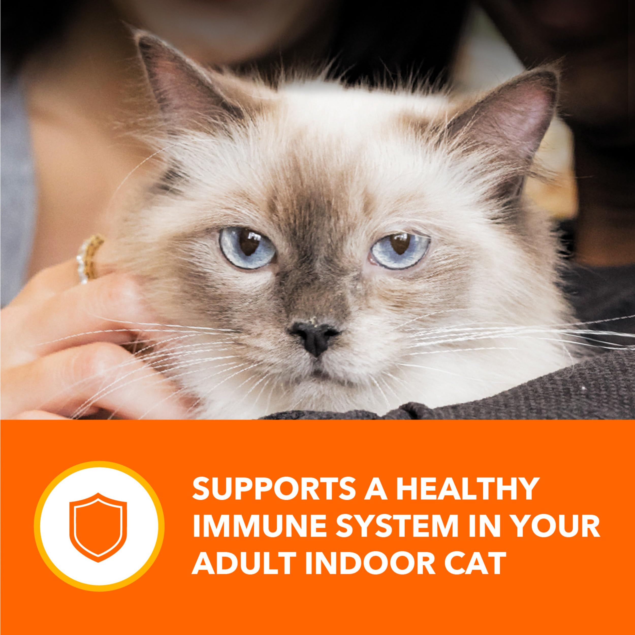 USA-made IAMS cat food with high-quality global ingredients