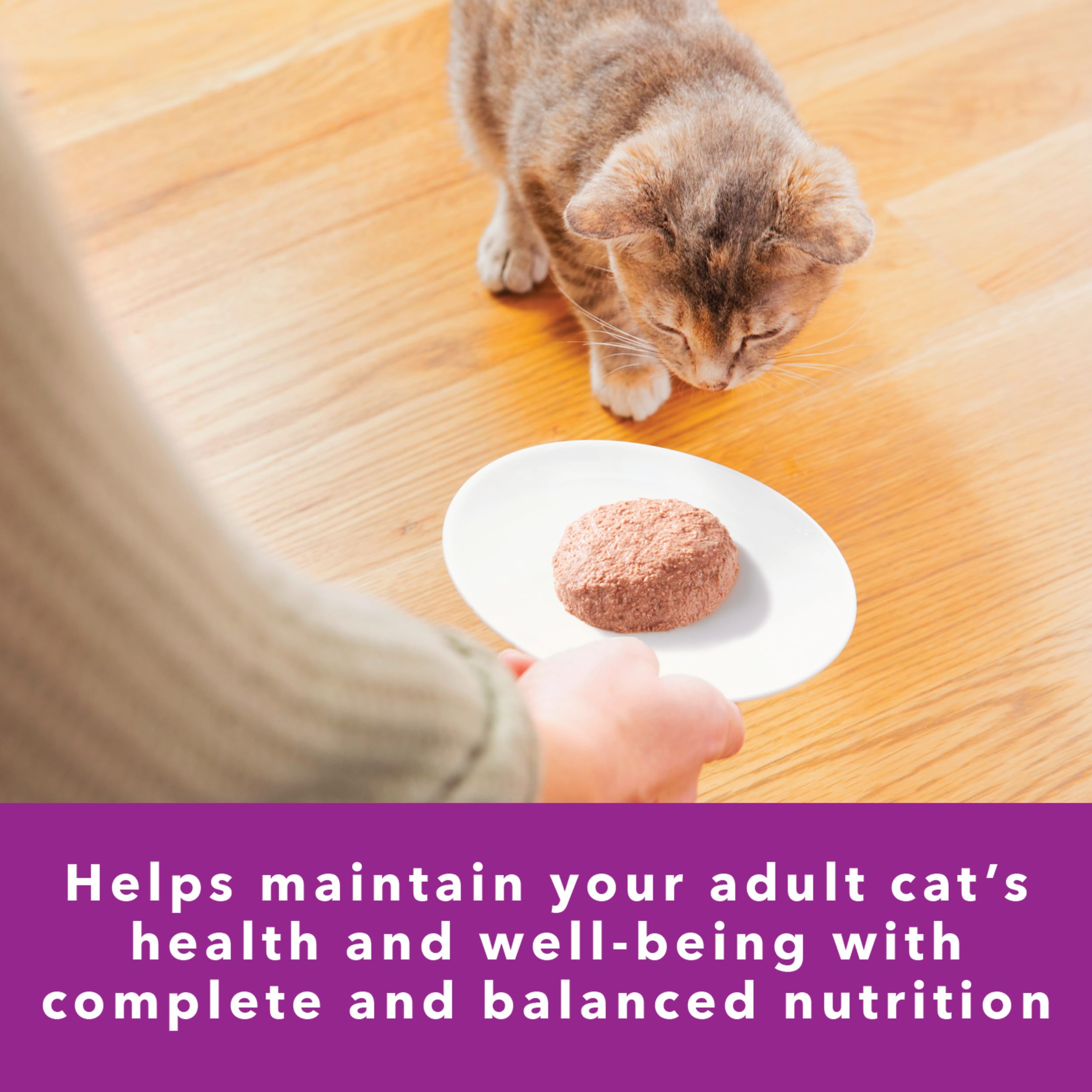 IAMS pâté texture showing fiber blend with prebiotics for digestion.