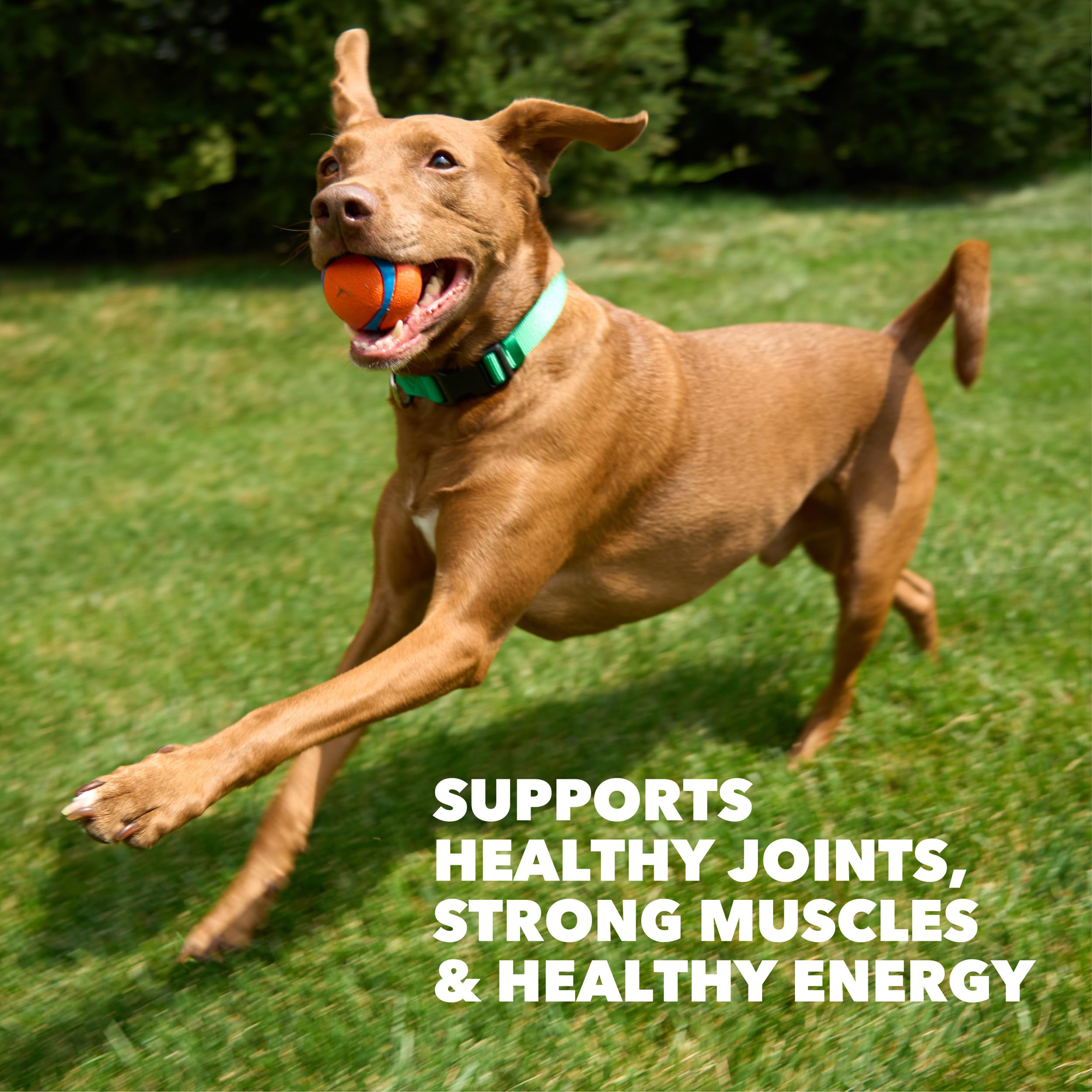 IAMS Proactive Health High Protein bowl served, joint-supporting nutrients visible
