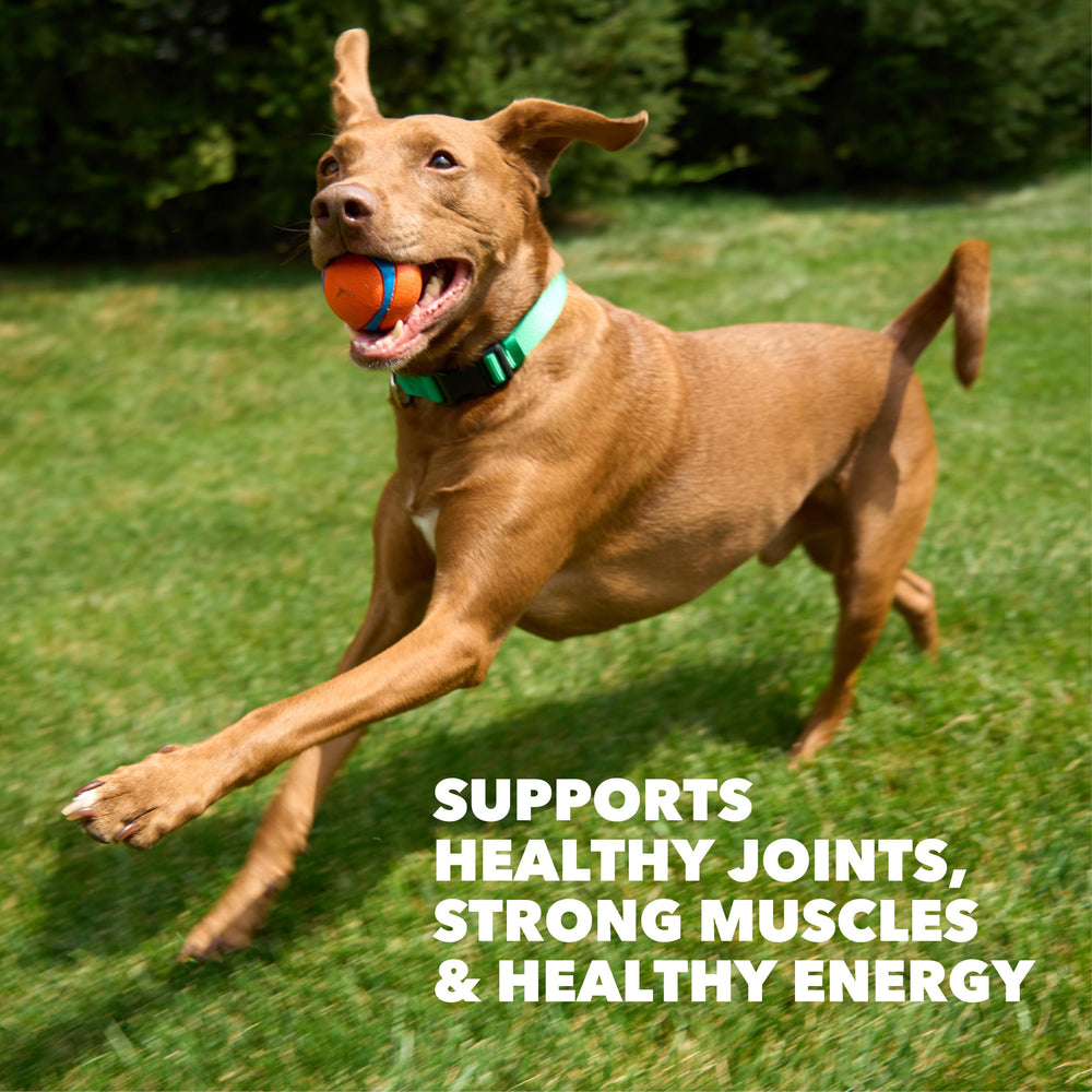 IAMS Proactive Health High Protein bowl served, joint-supporting nutrients visible