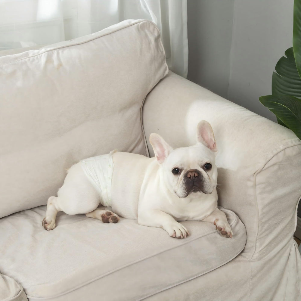 IMMCUTE dog diapers male XS super absorbency helps manage accidents confidently.