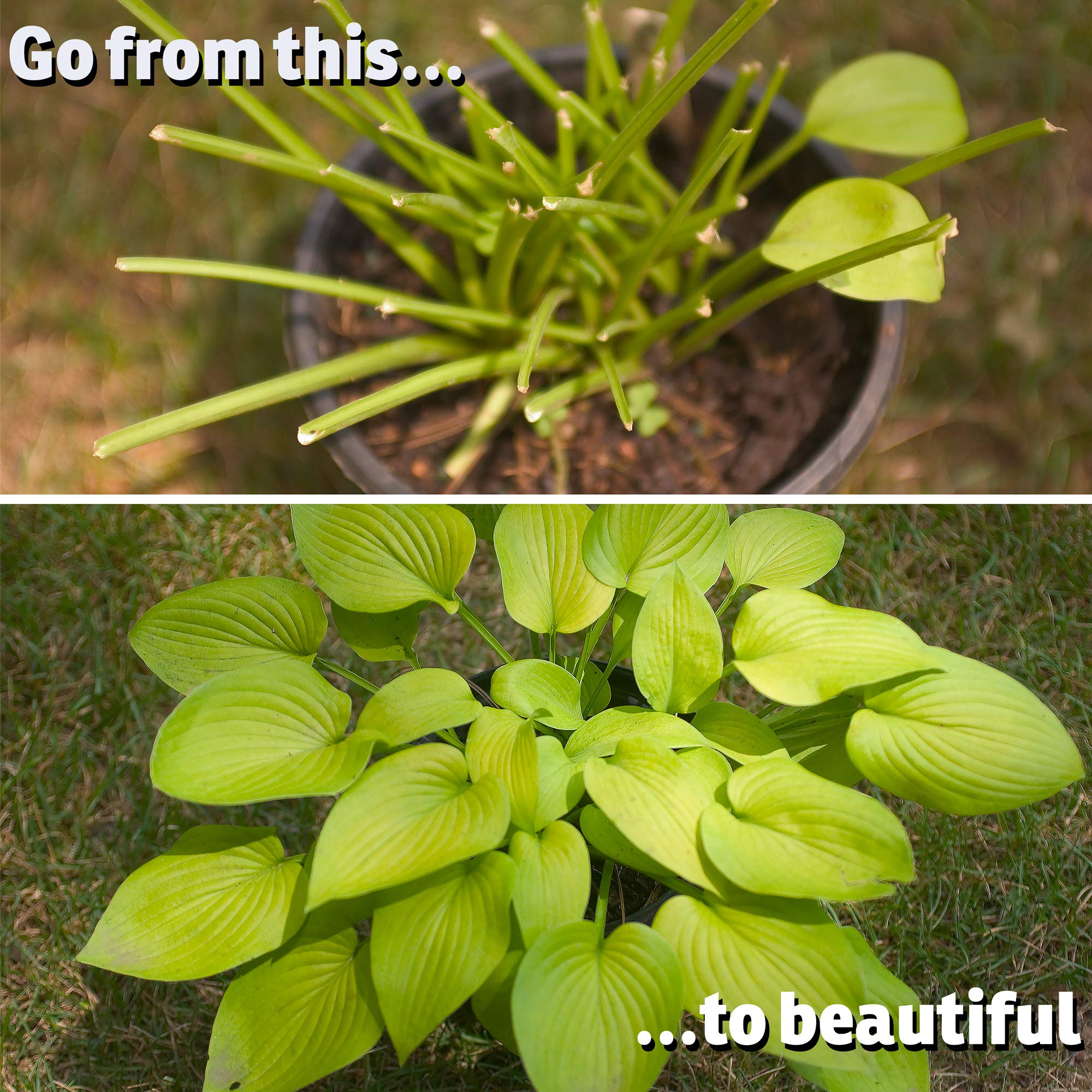 IMUSTGARDEN natural ingredients safe for plants and wildlife.