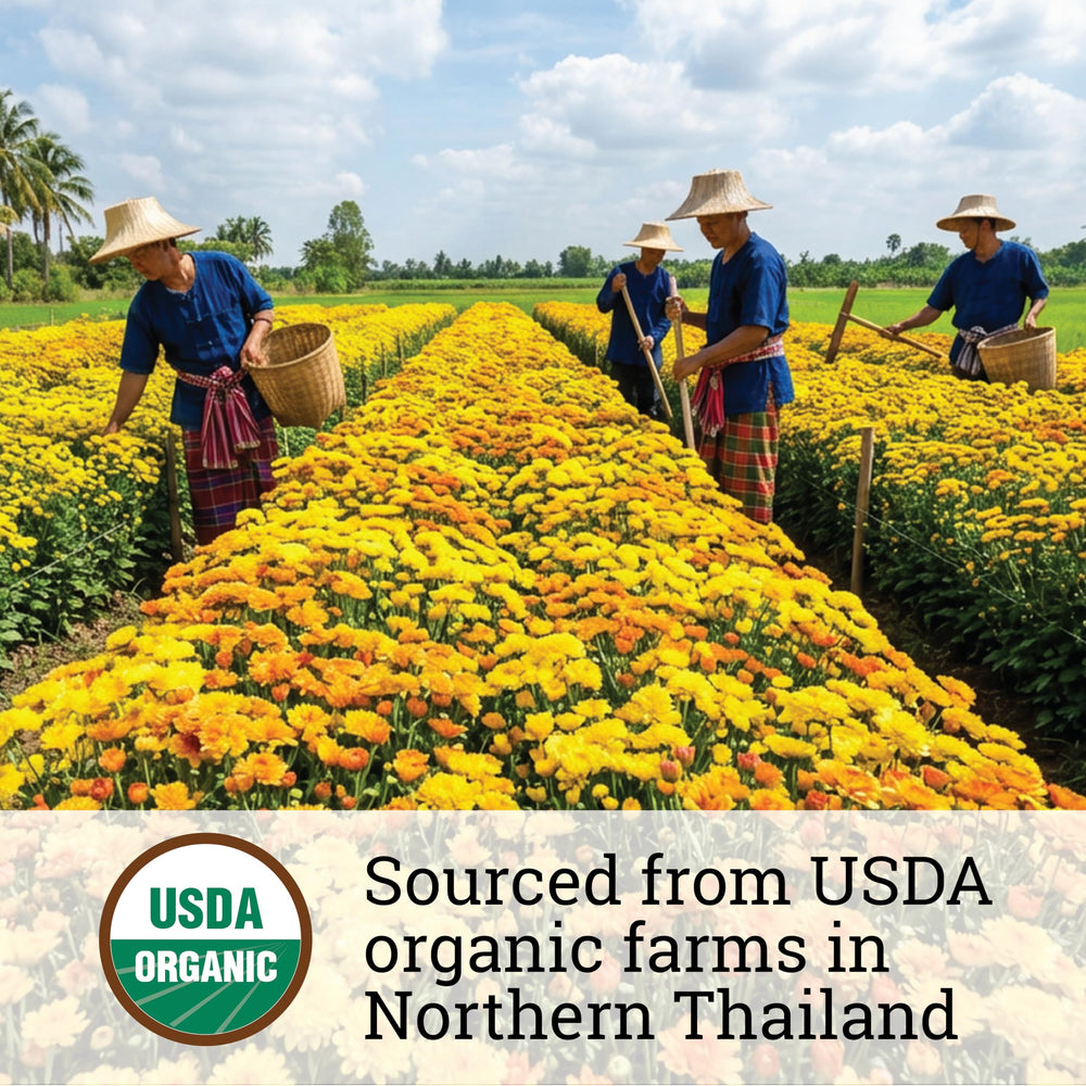 Incas Chrysanthemum Tea steeping scene emphasizes gentle flavor and antioxidant-rich notes.
