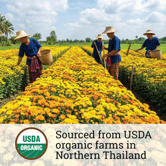 Incas Chrysanthemum Tea steeping scene emphasizes gentle flavor and antioxidant-rich notes.