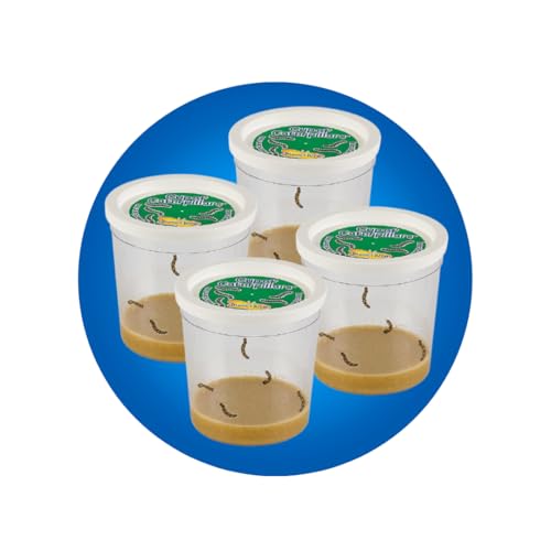 Insect Lore 20 caterpillars with food enabling hands-on learning at home or class.