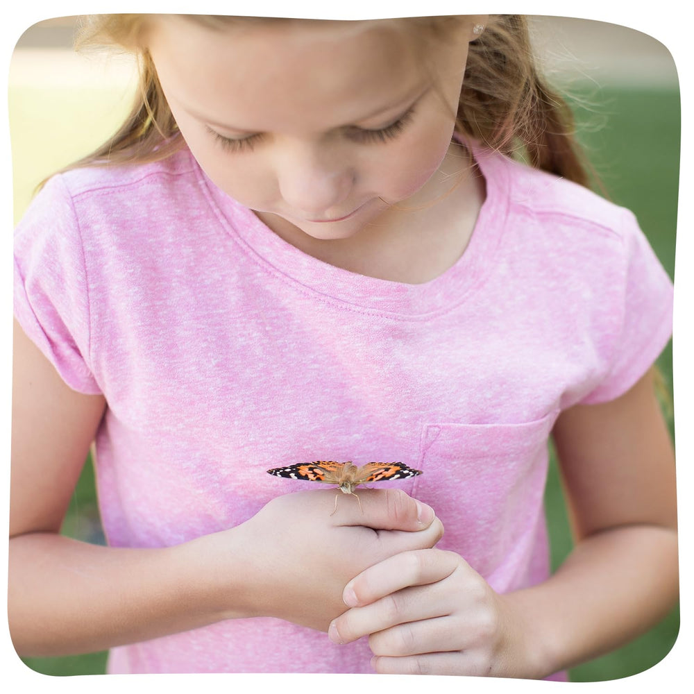 Insect Lore 3D butterfly stickers decorating the habitat