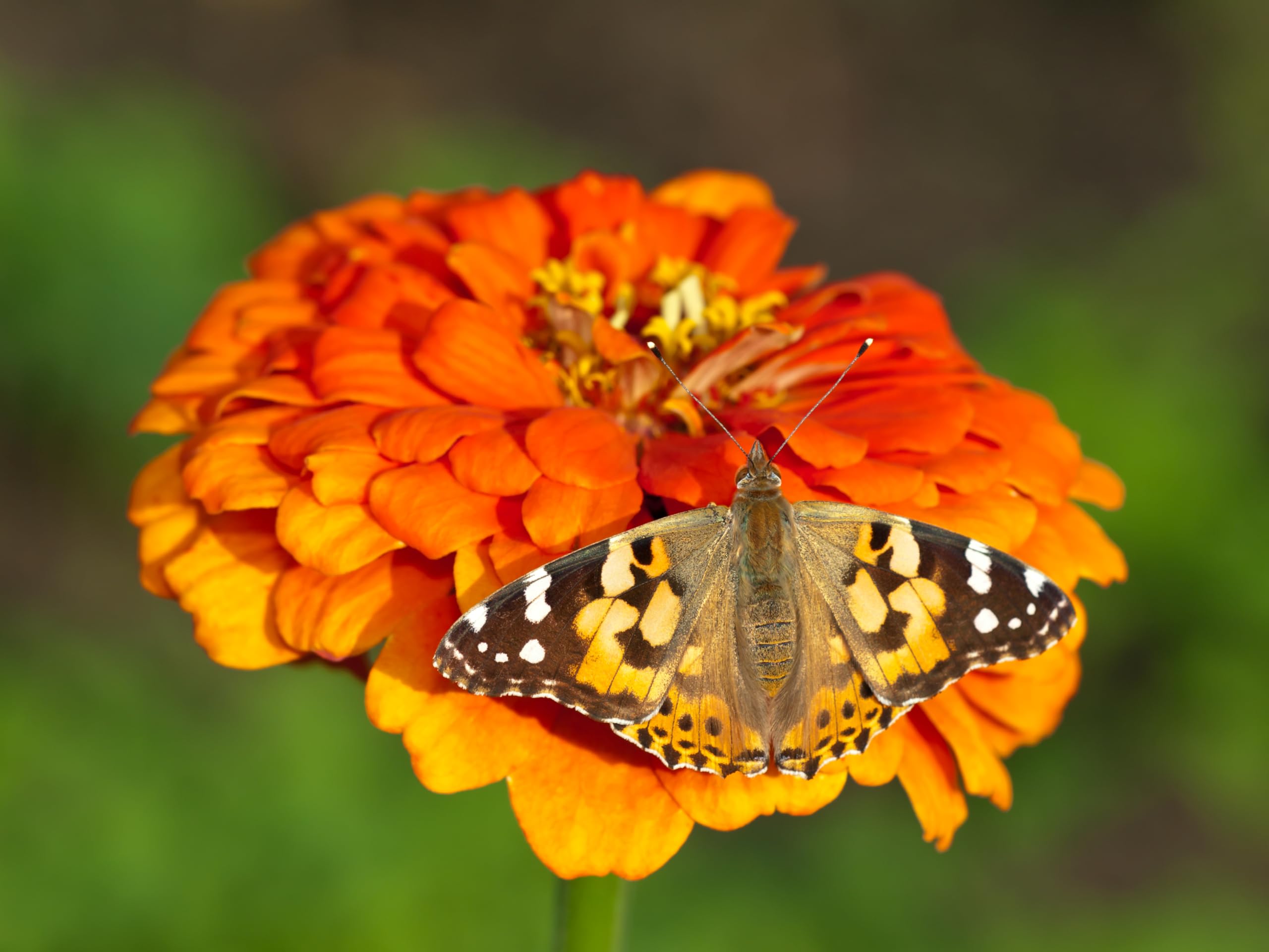 Live caterpillars arriving from Insect Lore's California farm.