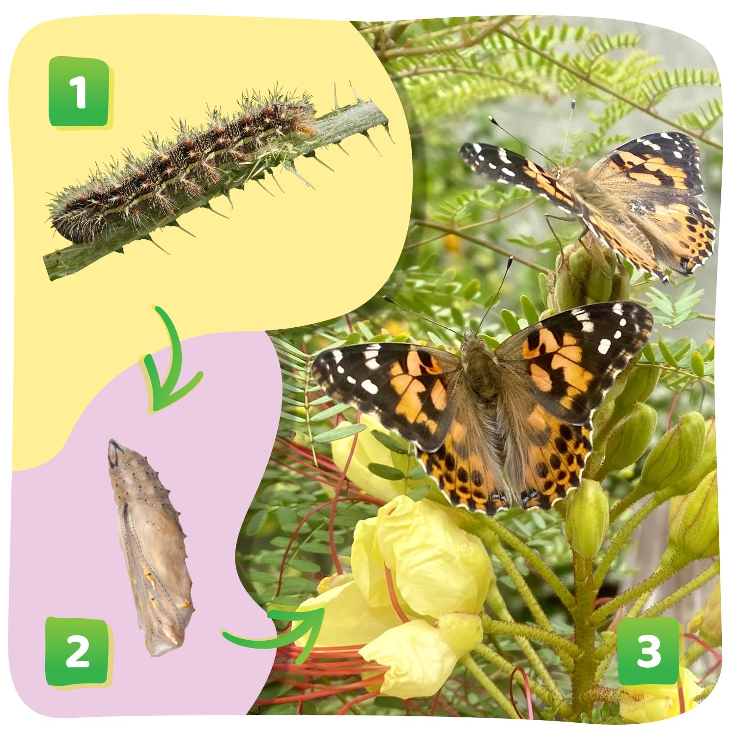 Sugar packets for butterfly nectar during daily observation sessions.