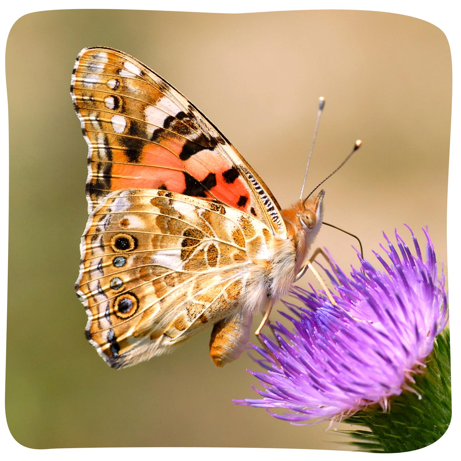 Insect Lore caterpillar care guidance helps kids stay engaged.