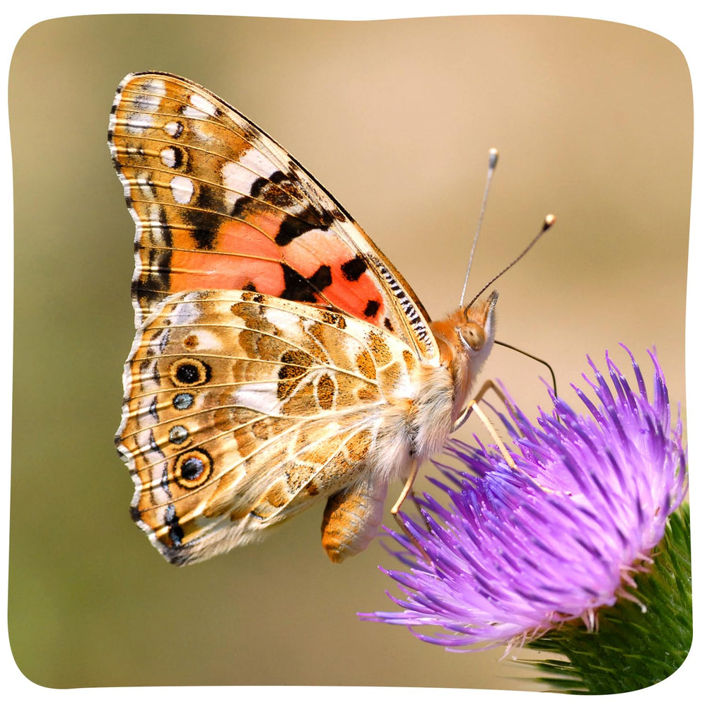 Insect Lore caterpillar care guidance helps kids stay engaged.