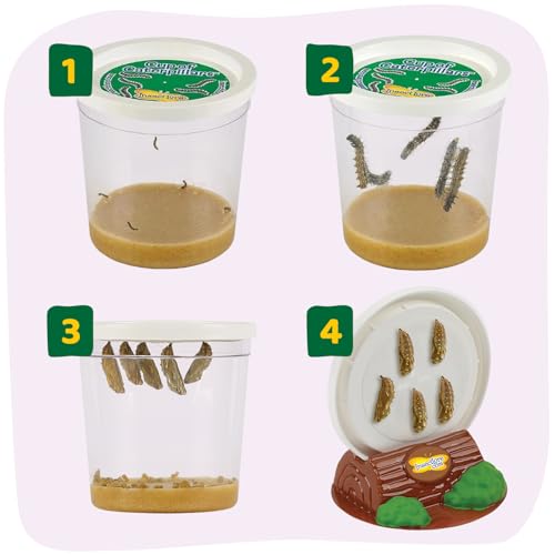 Insect Lore caterpillar package displayed for classroom observation and early science exploration.