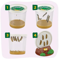 Insect Lore caterpillar package displayed for classroom observation and early science exploration.