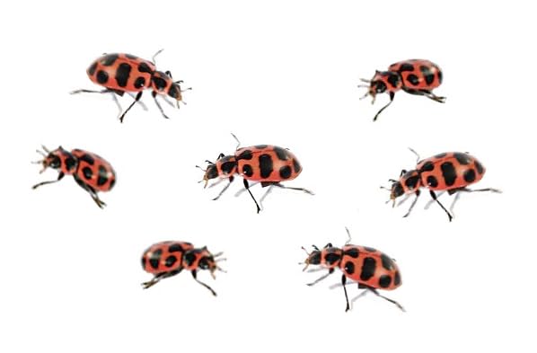 Insect Lore Ladybug Land watering dropper for easy, precise hydration