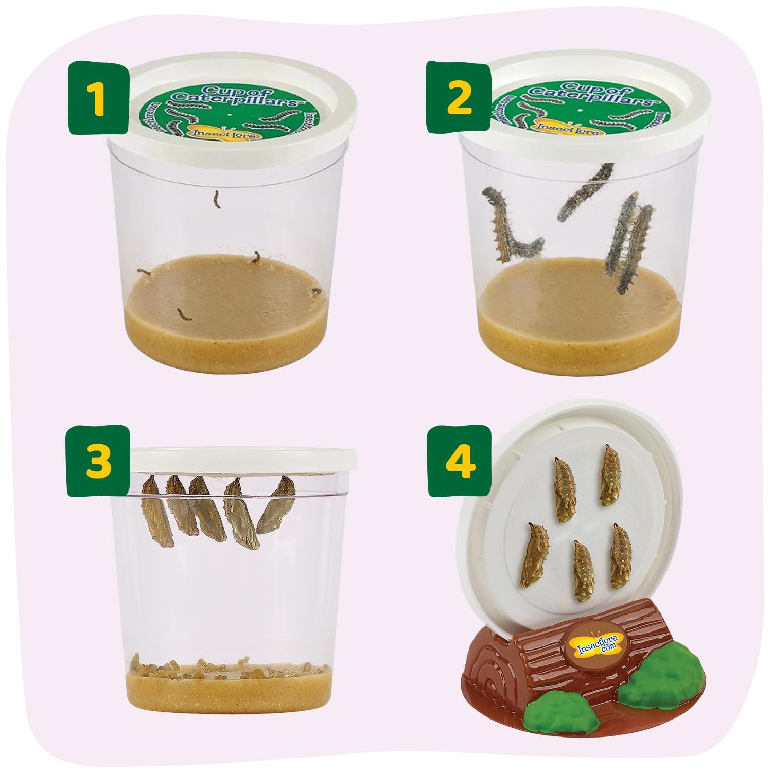 Insect Lore nectar sugar packets to fuel caterpillar development