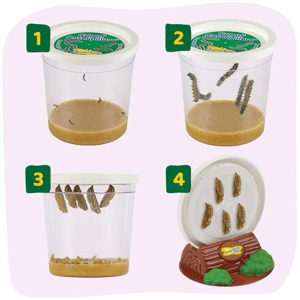 Insect Lore nectar sugar packets to fuel caterpillar development