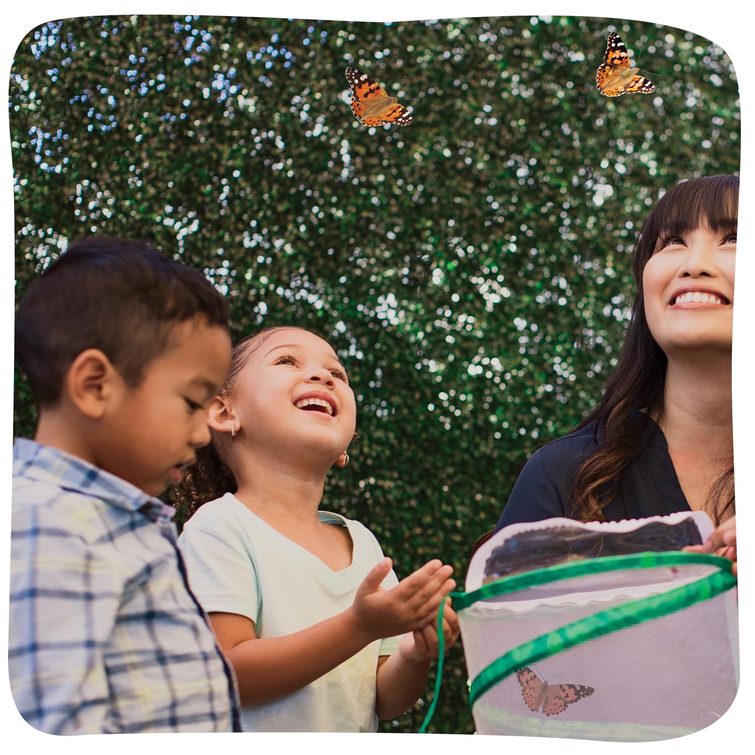 Insect Lore release-ready butterflies pictured for gentle release into the habitat.
