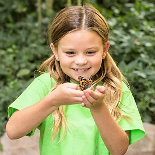 Insect Lore STEM caterpillar kit supports budding scientists and natural curiosity.