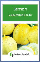 Instant Latch lemon cucumber fruit harvest image shows pale yellow, crunchy cucumbers