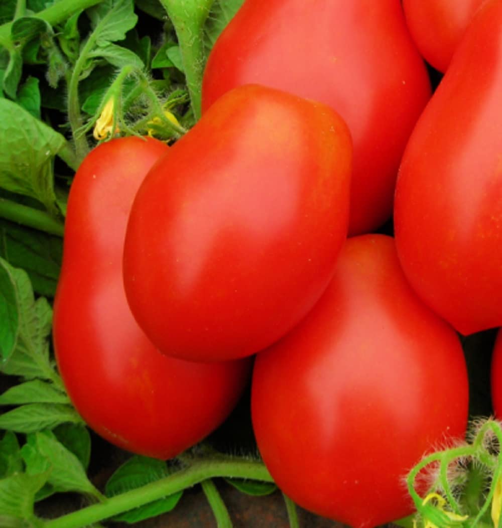Instant Latch Roma VF tomato seed pack for indoor start and warm-season gardens.