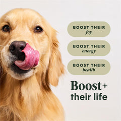 Instinct RawBoost prebiotic-probiotic blend highlights digestive balance for pets