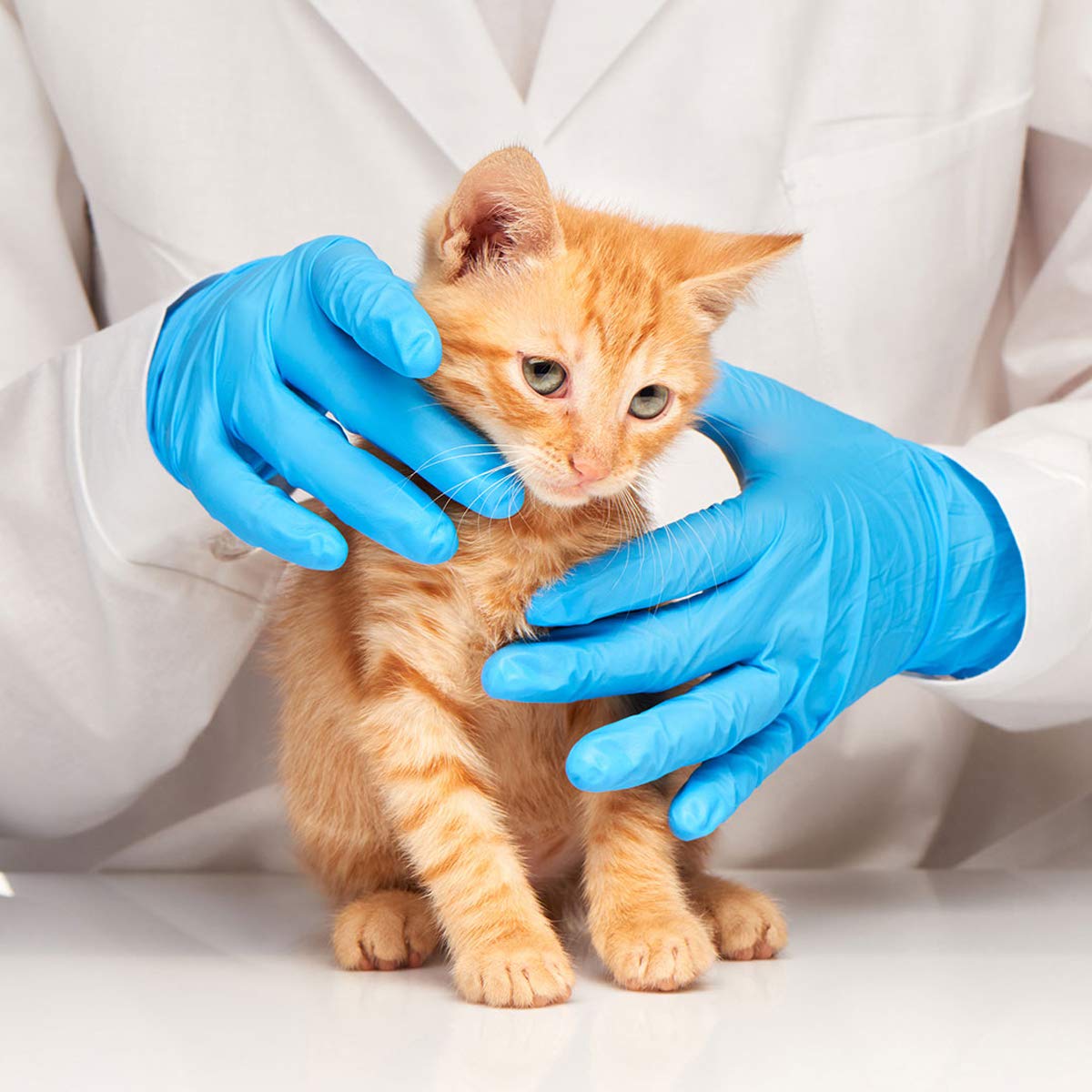 Intco Basic Medical blue nitrile gloves case-pack image for large orders.