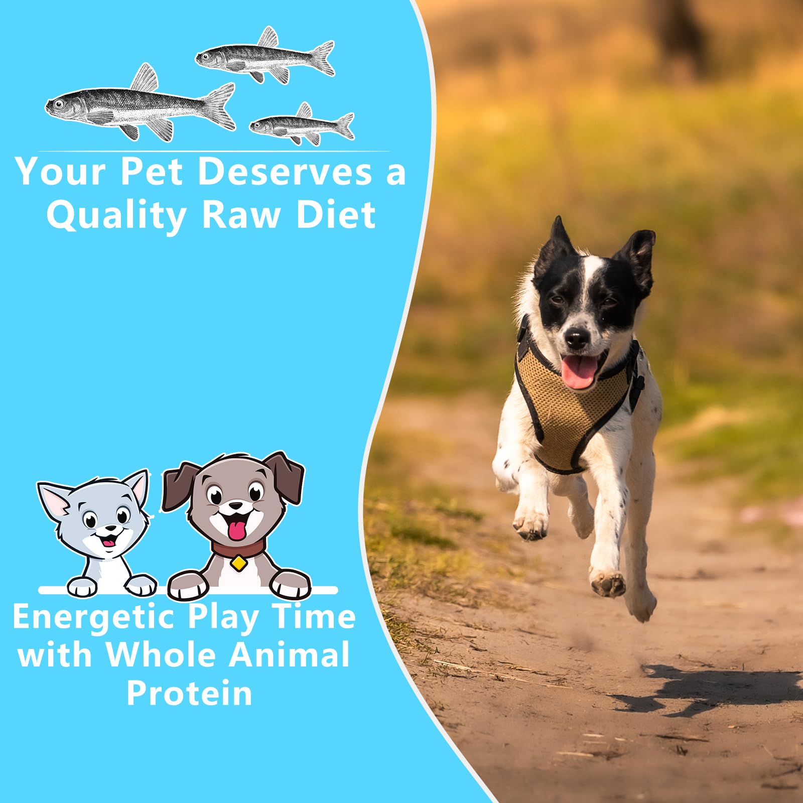 JADINGSFARM Minnows bite-size pieces for pets of all sizes.