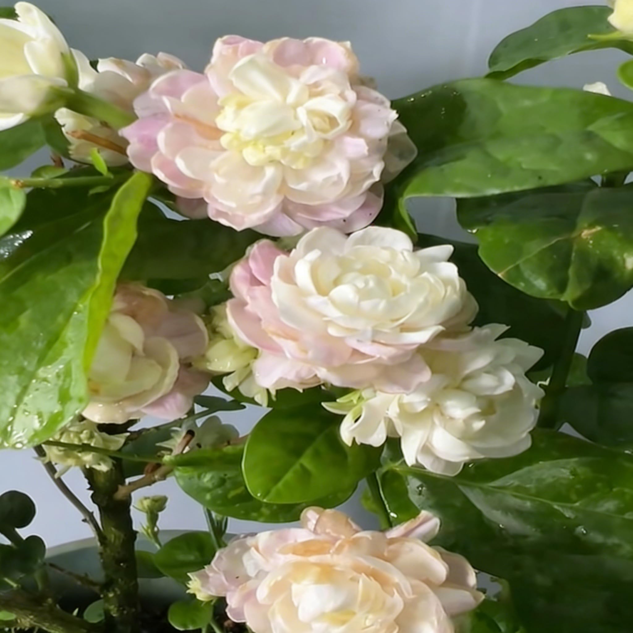 Non-GMO heirloom jasmine seeds for seasonal blooms in containers.
