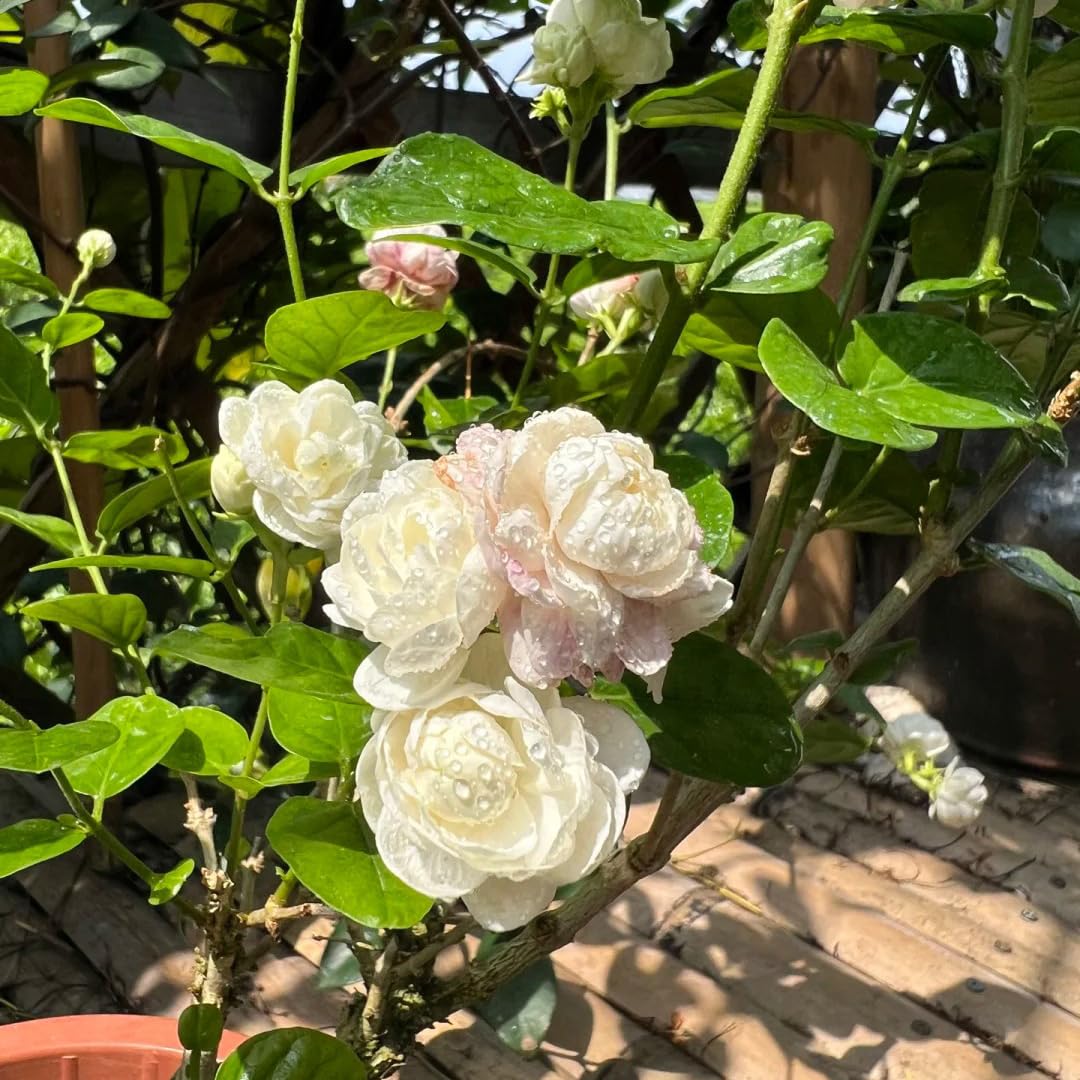 Easy sowing in sun or partial shade for beginners.