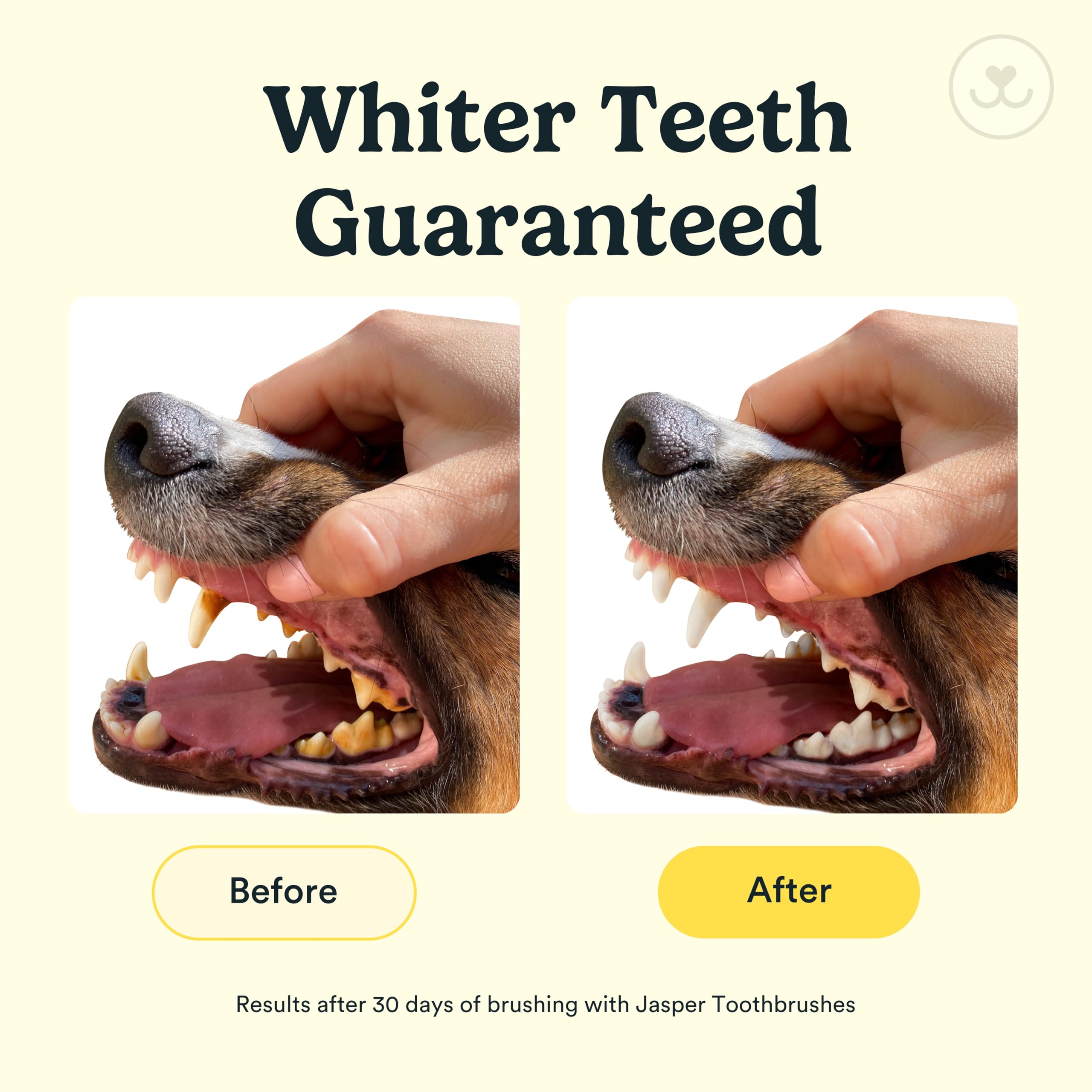 Jasper cat toothbrush kit designed for gentle feline dental care.