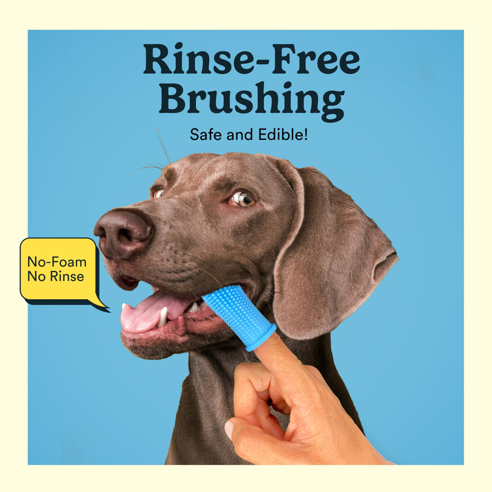 Jasper Dog Toothpaste calendula hemp seed oil soothes gums