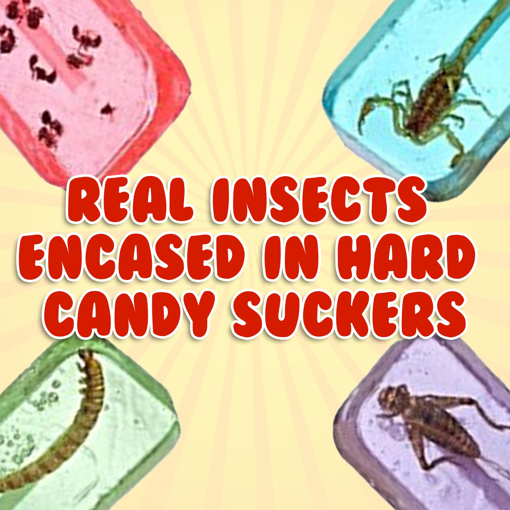Jerky-n-Spice HotLix cricket lollipop, exotic flavor for curious palates
