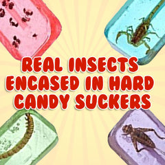 Jerky-n-Spice HotLix cricket lollipop, exotic flavor for curious palates