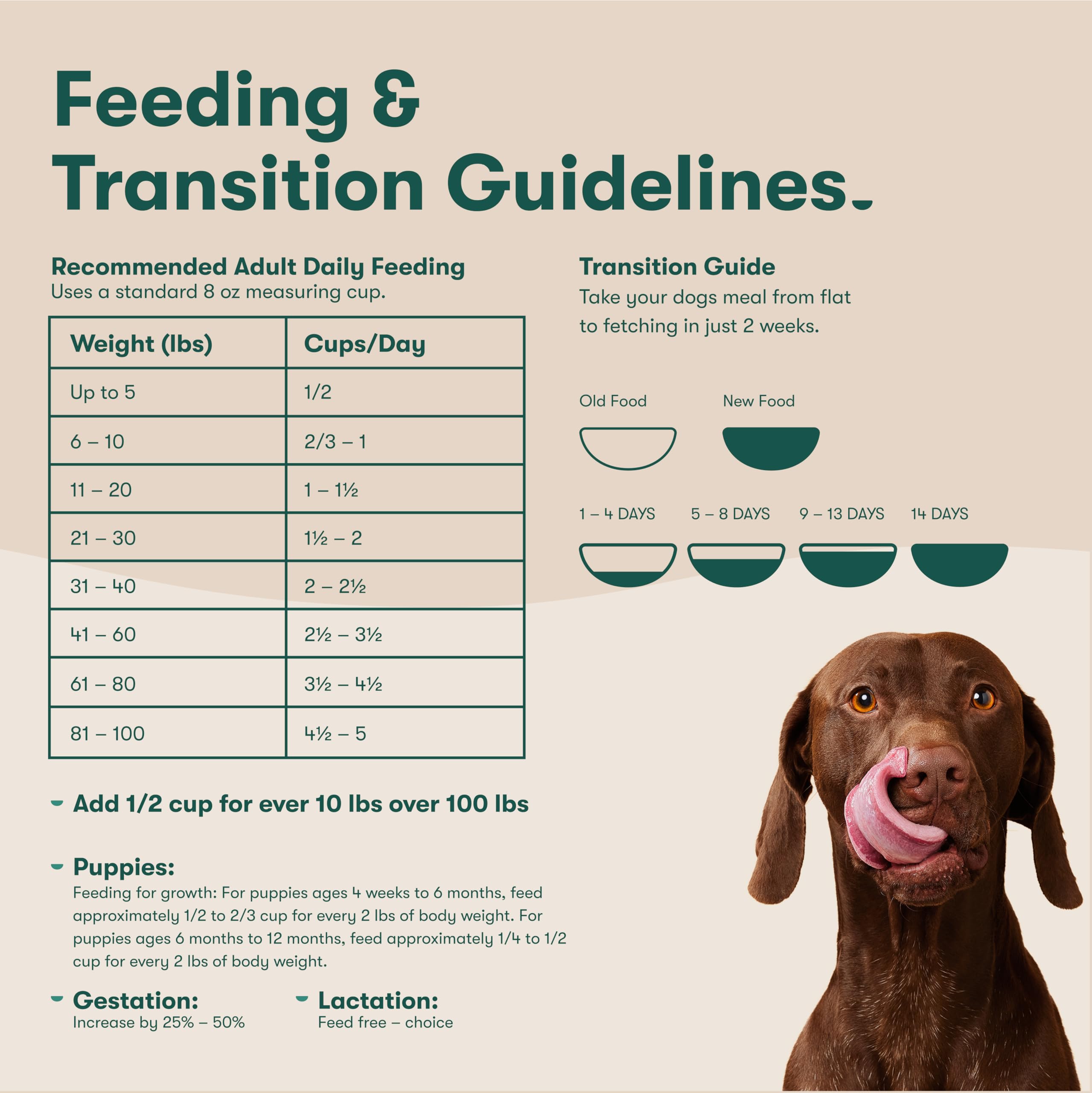Jinx premium dry dog food serving bowl scene suggests easy mealtime.