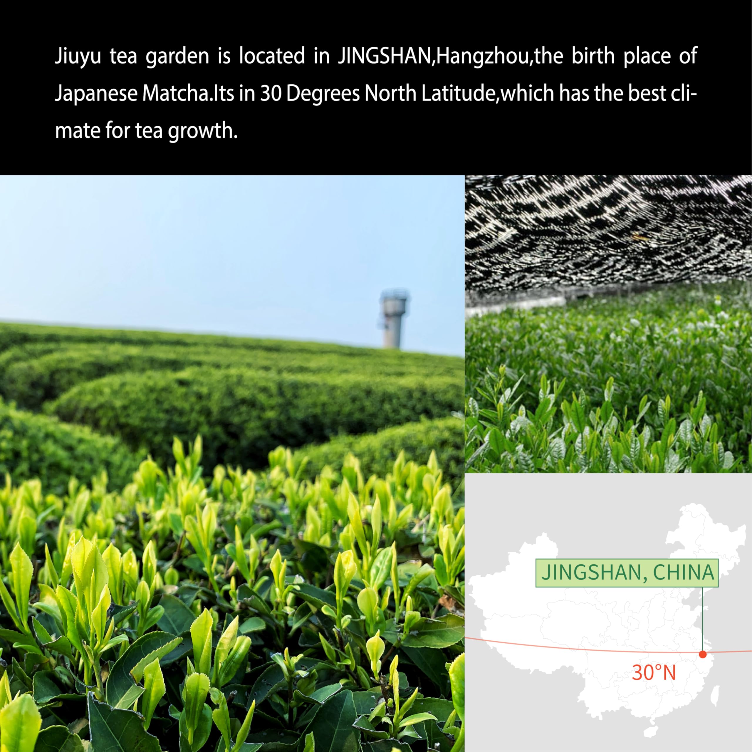 Jiuyu Organic Matcha emerald color aroma attracting attention and flavor anticipation.