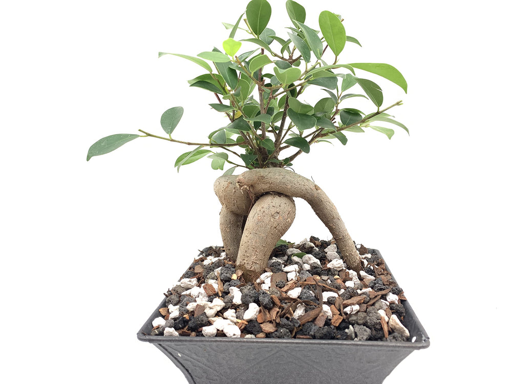JK Global Imports pumice-rich mix supports diverse plants in containers