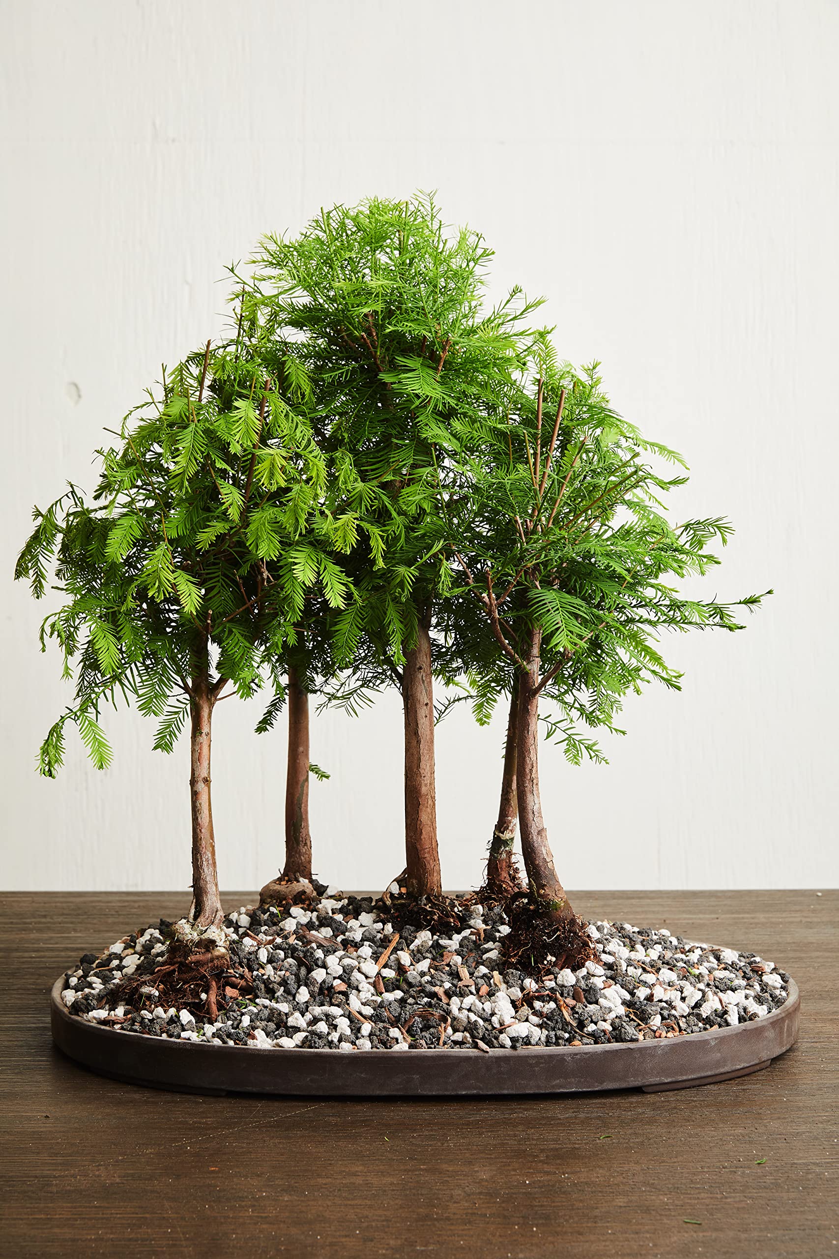 JK Global Imports pumice ideal for succulents and cacti soil blends