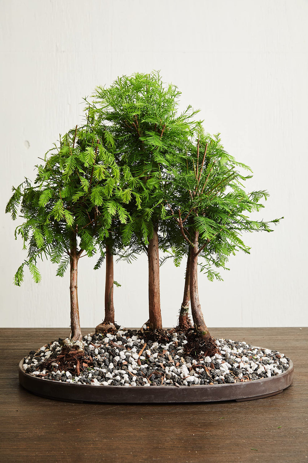 JK Global Imports pumice ideal for succulents and cacti soil blends