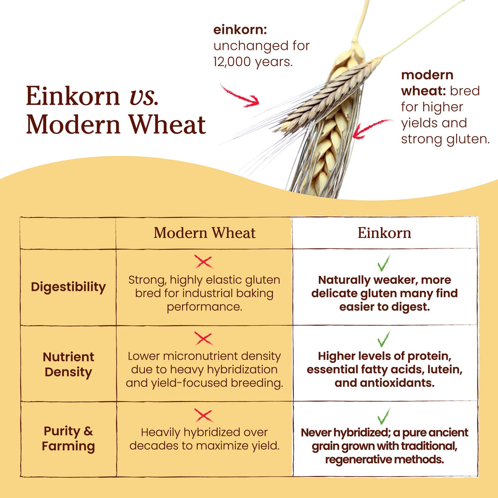 Italy-origin Jovial Einkorn fields illustrating biodiversity.