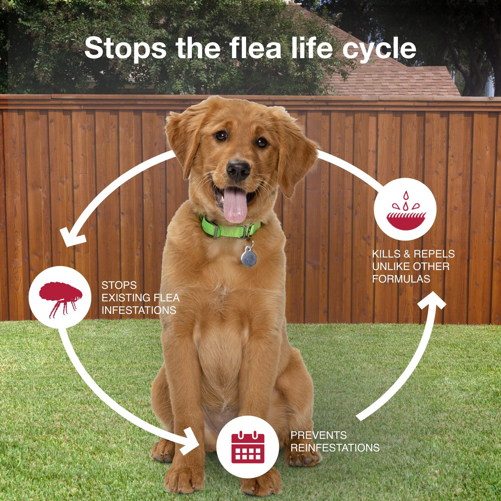 K9 Advantix II no prescription needed for convenient care.