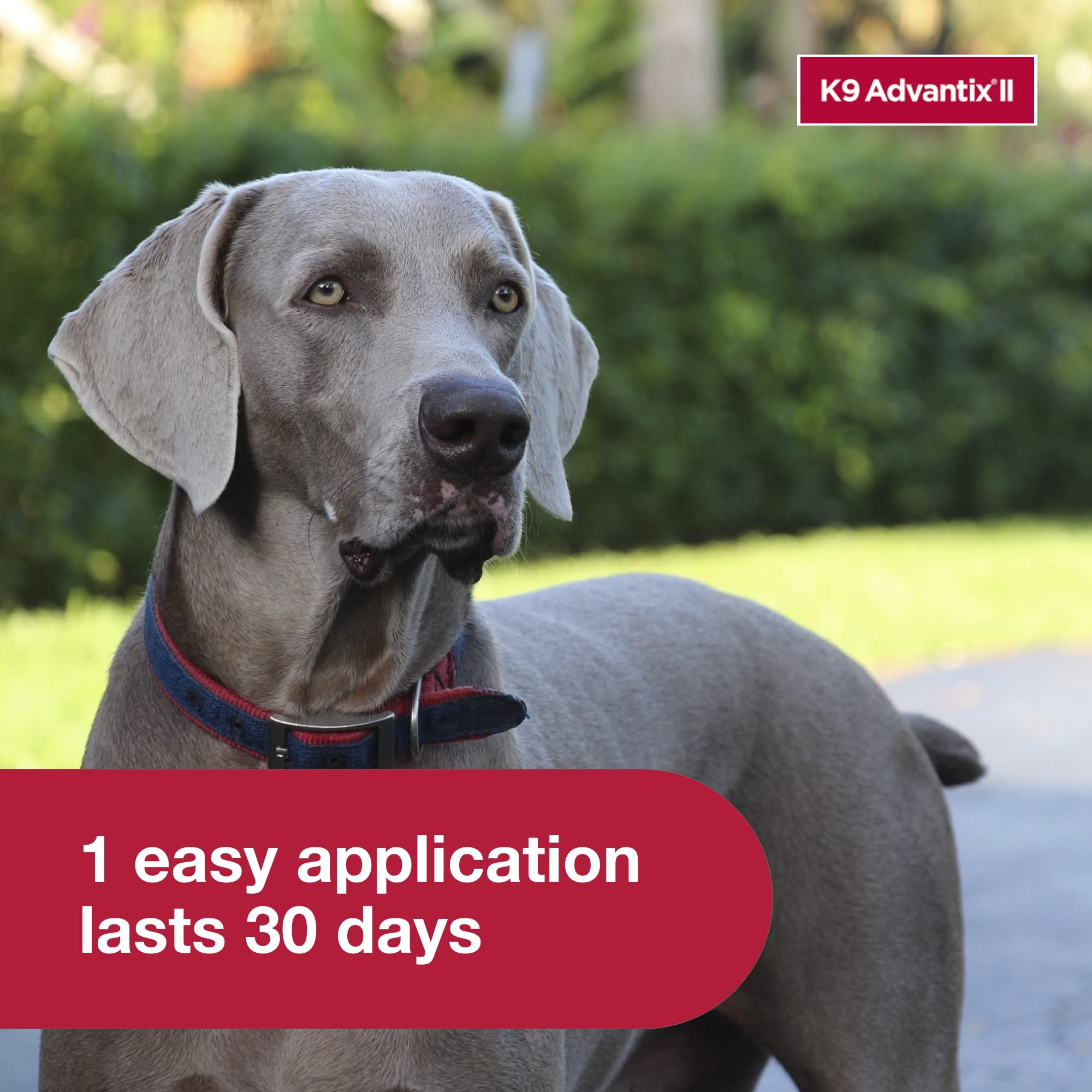 K9 Advantix II XXL 4-dose pack for ongoing protection