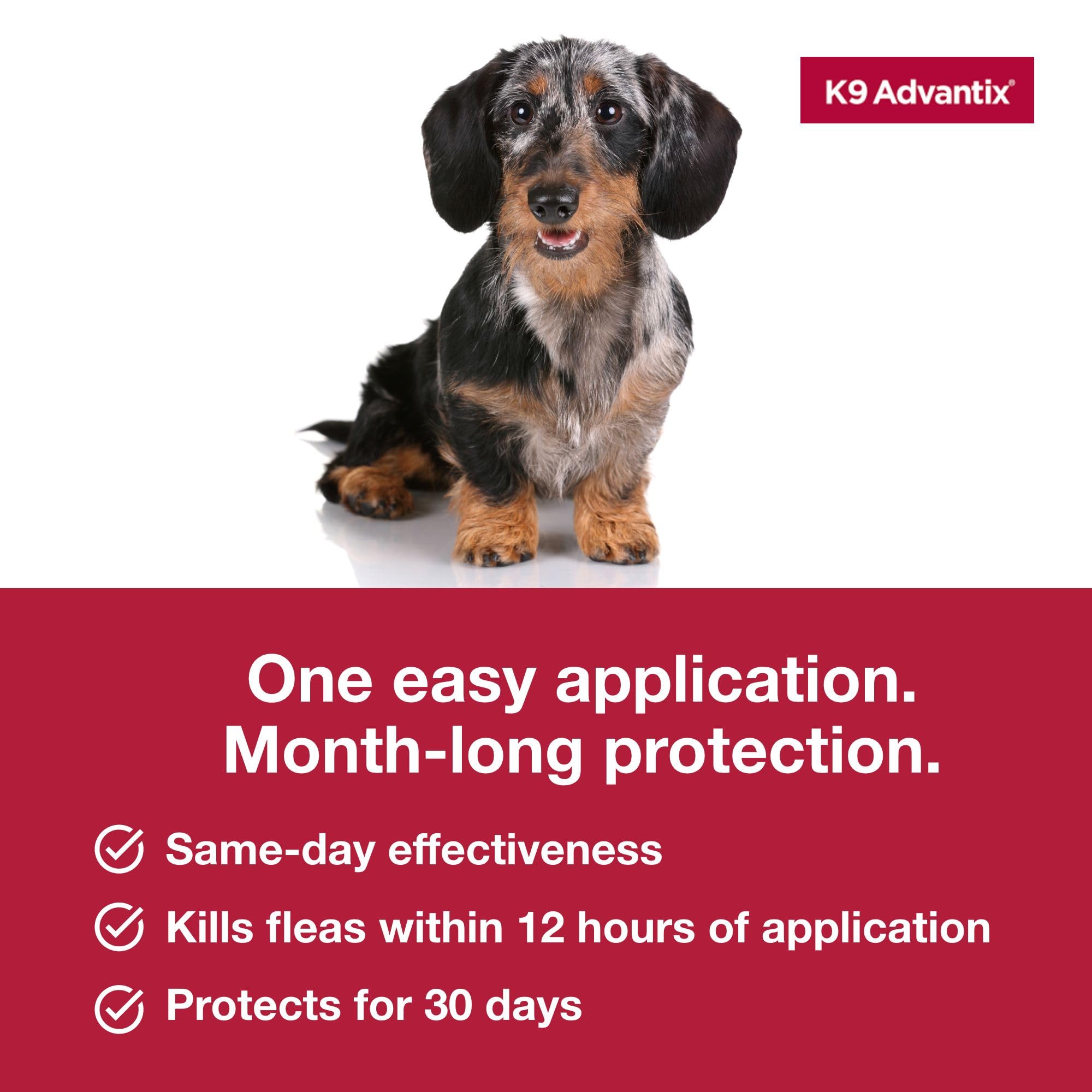 K9 Advantix small dog protection during walks and outdoor play.