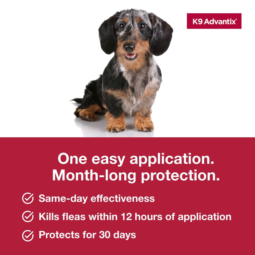 K9 Advantix small dog protection during walks and outdoor play.