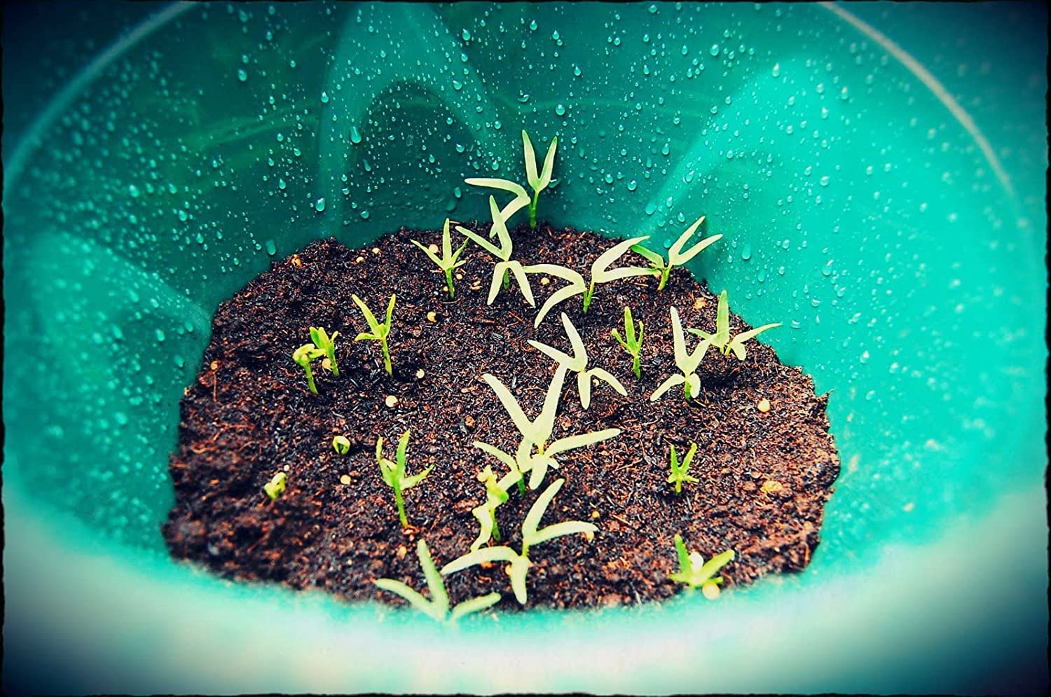 Kangkong seeds damp soil ready to plant in home garden.