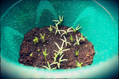 Kangkong seeds damp soil ready to plant in home garden.