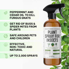 Placing Kate's Home & Garden gnat sticky traps around potted plants