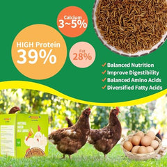 Kayhen non-GMO BSFL larvae from organic diet, calcium-dense