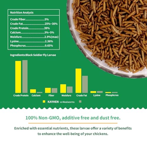 Kayhen BSFL larvae as a high-protein chicken treat for laying hens