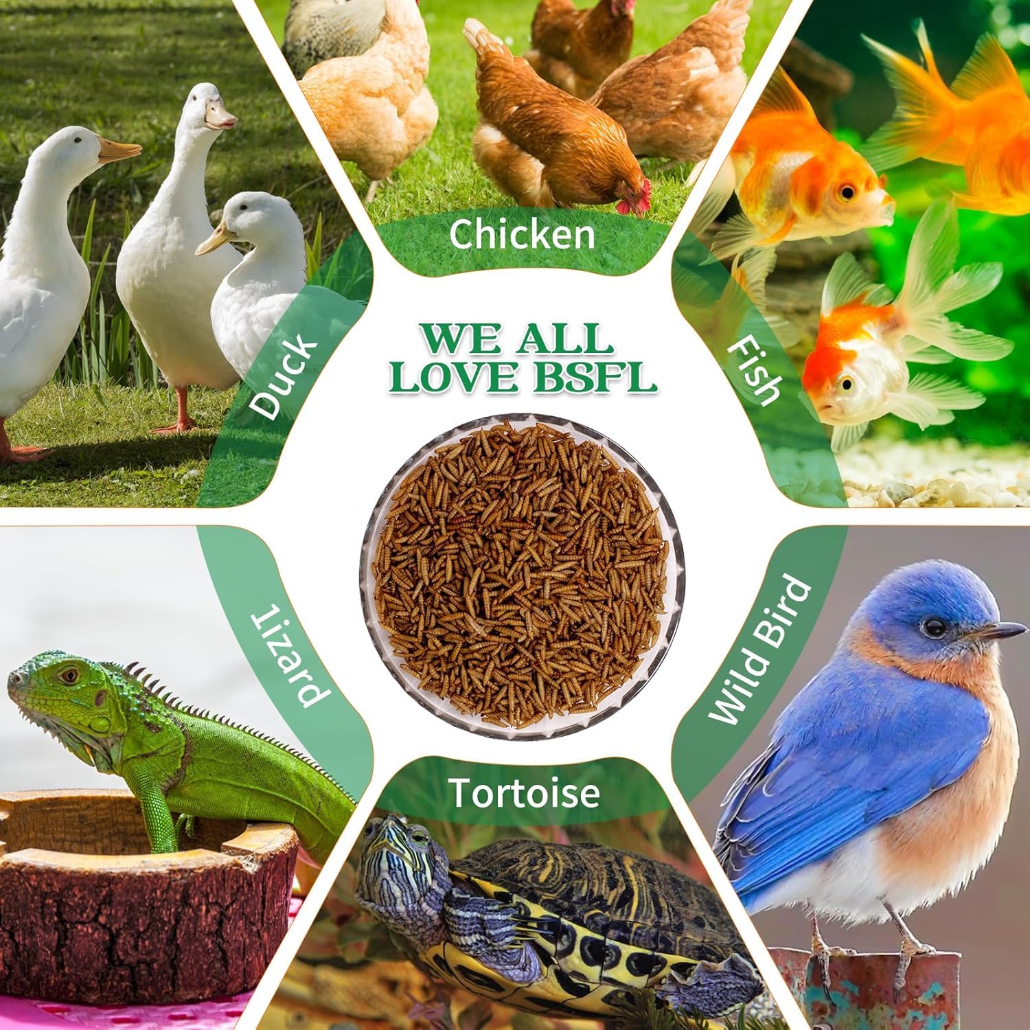 Kayhen BSFL suitable for wild birds and ducks